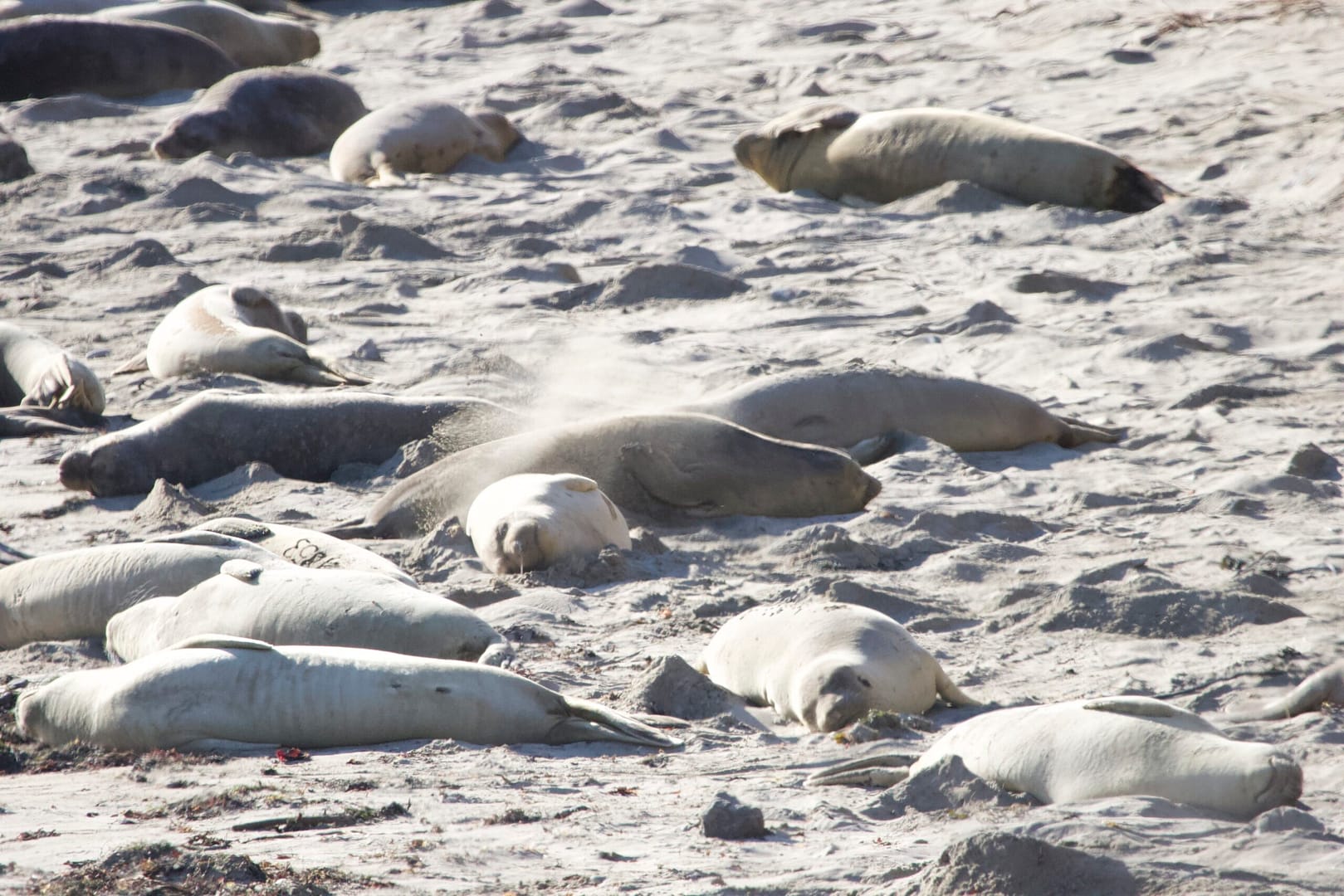 a bunch of sea lions resting on the beach.