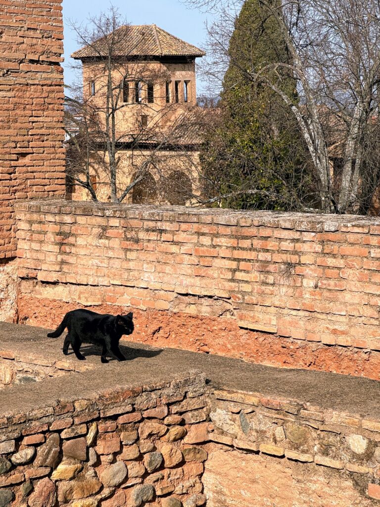 cat walking on top of old brick wall at the Alhambra.